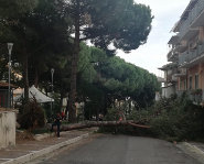 Albero caduto Lamezia ovest