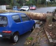 Albero su auto tromba daria Lam
