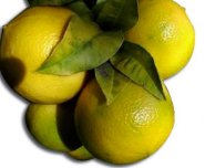 Bergamotto_calabria