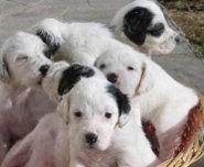 Cane_cuccioli