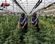 Carabinieri marijuana sellia