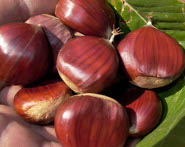 Castagne1