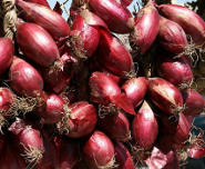 Cipolla rossa Tropea
