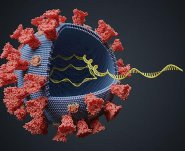 Coronavirus variante