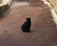 Gatto nero