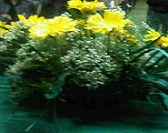 Gerbera_gialla