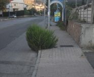 Lamezia via Bizantini degrado erbe