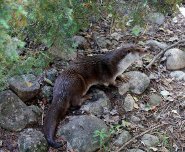 Lontra