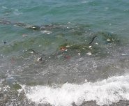 Mare sporco Lam3