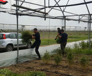 Marijuana canapa Lam Acconia