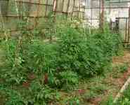 Marijuana_in_serra_archivio
