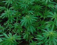 Marijuana piantagione cannbis