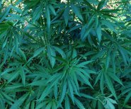 Marijuana piantigione lm