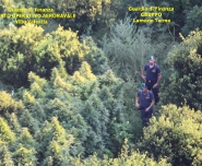 Marijuana sequestro finanza lam vv