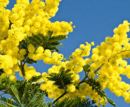 Mimosa