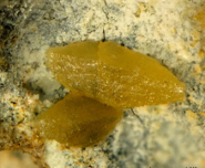 Minerale raro wulfenite