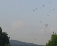 Parco Impastato Formiche volanti