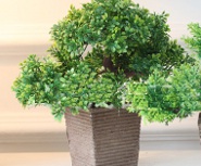 Piante negozi vasi ornamentali