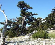 Pino loricato Pollino