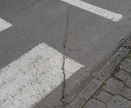 Processionaria su strada