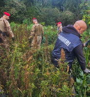 Soveria Mannelli canapa cc