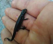 Tritone crestato del Pollino