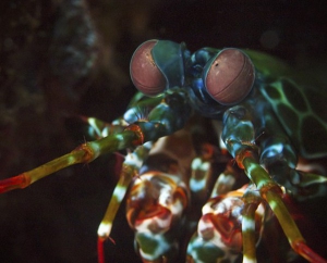 Camminare come i gamberi aiuta a potenziare la memoria
