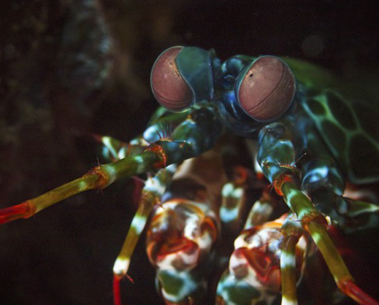 Camminare come i gamberi aiuta a potenziare la memoria