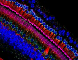 Nel Dna scoperto "interruttore" per ripristinare udito