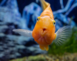 Curiosi si nasce, nel Dna il motore della biodiversità