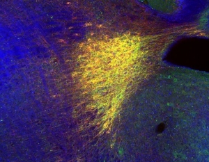 Il cervello come un Gps: aggiorna le sue mappe