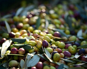 Salute e bellezza, un elisir dagli scarti di produzione dell'olio d'oliva