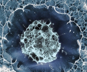 Cellule staminali, trovato il gene chiave per utilizzarle