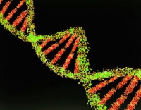 Coronavirus, da uno studio italiano trovati geni che aumentano rischio